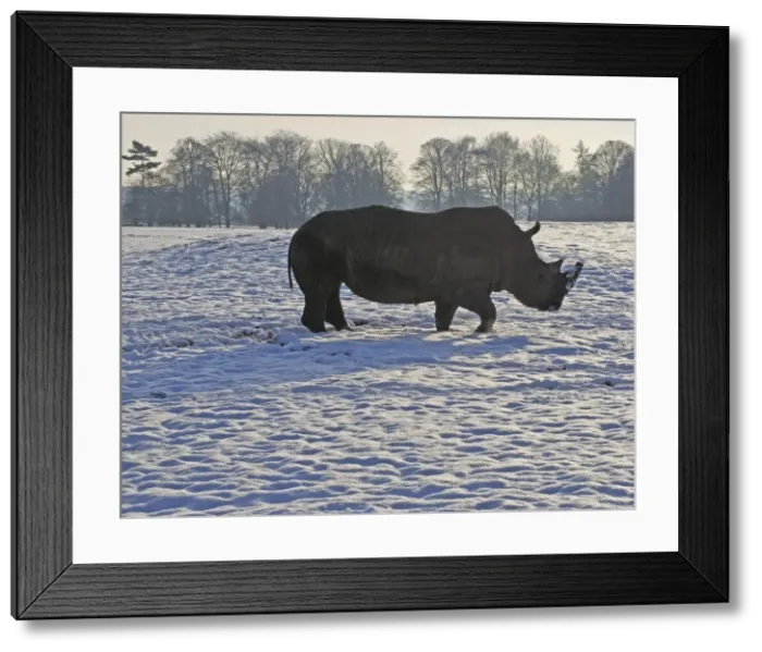 Framed Print : White Rhinoceros - in snow - Whipsnade Wild Animal Park Framed Print : White Rhinoceros - in snow - Whipsnade Wild Animal Park