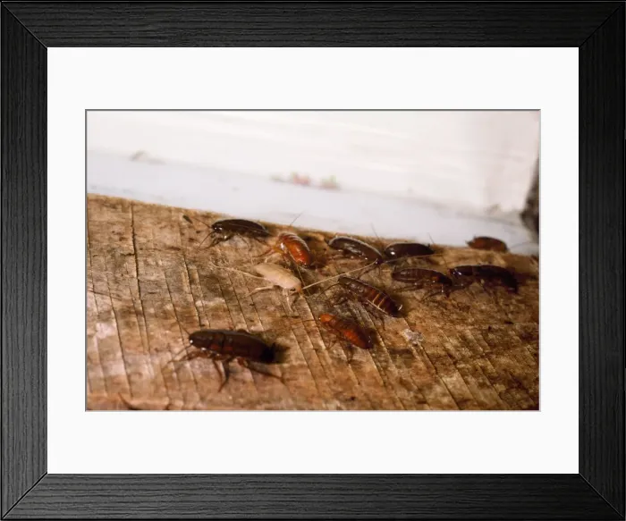 Framed Print : American Cockroachs - adults & nymphs - USA Framed Print : American Cockroachs - adults & nymphs - USA