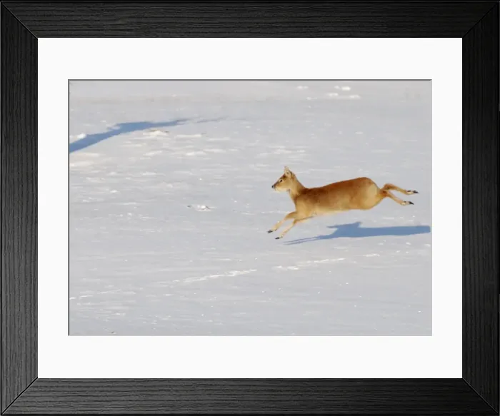 Framed Print : Chinese Water Deer - galloping in snow Framed Print : Chinese Water Deer - galloping in snow