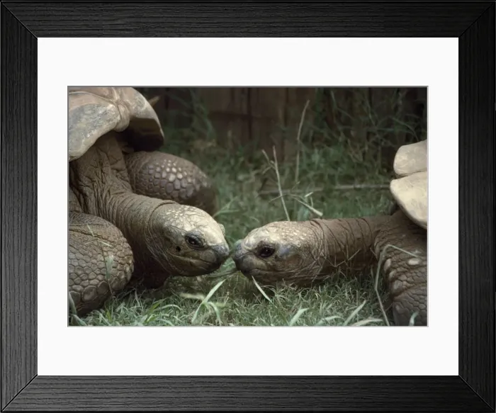Framed Print : Giant Tortoise - Galapagos Framed Print : Giant Tortoise - Galapagos