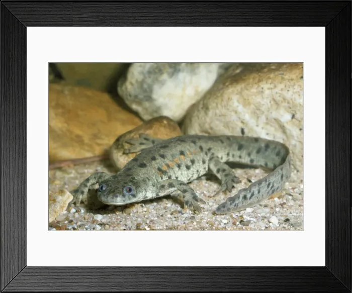 Framed Print : Ribbed Newt Framed Print : Ribbed Newt