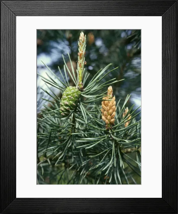 Framed Print : Scots Pine - showing male & female cones UK Framed Print : Scots Pine - showing male & female cones UK