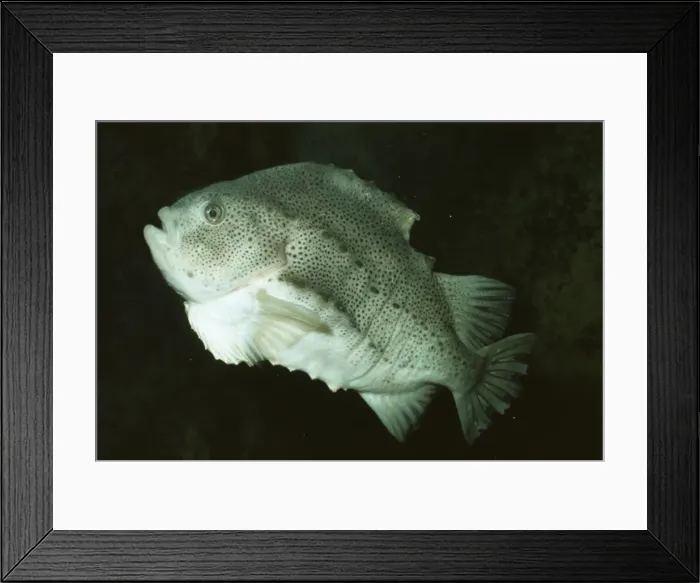 Framed Print : Lumpsucker PM 2839 British shores Cyclopterus © P. Morris / ARDEA LONDON Framed Print : Lumpsucker PM 2839 British shores Cyclopterus © P. Morris / ARDEA LONDON