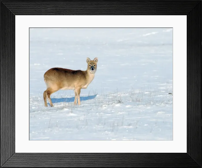Framed Print : Chinese Water Deer - in snow Framed Print : Chinese Water Deer - in snow