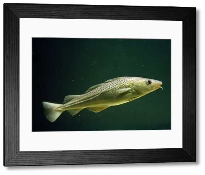 Framed Print : Haddock. PM-2685. Haddock. Melanogrammus aeglefinus Framed Print : Haddock. PM-2685. Haddock. Melanogrammus aeglefinus