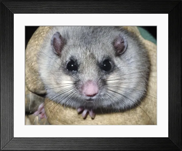 Framed Print : Edible Dormouse - fattened up for winter Framed Print : Edible Dormouse - fattened up for winter