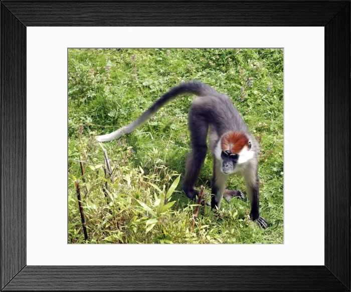 Framed Print : Red Capped Mangabey - west Africa Framed Print : Red Capped Mangabey - west Africa
