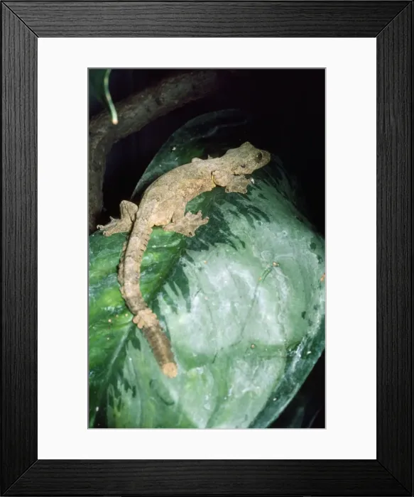 Framed Print : Flying Gecko Framed Print : Flying Gecko