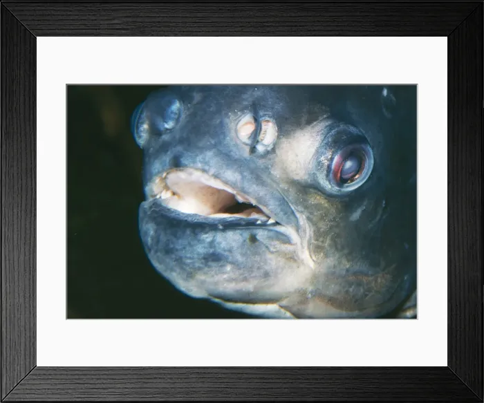 Framed Print : Pacu Fish. PM-7648. Pacu Fish. Colossoma nigripinnis Framed Print : Pacu Fish. PM-7648. Pacu Fish. Colossoma nigripinnis