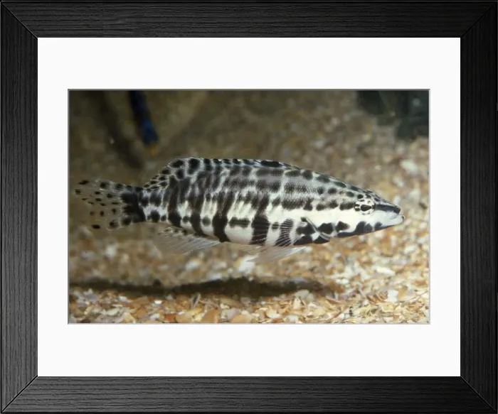 Framed Print : Harlequin Bass Caribbean Framed Print : Harlequin Bass Caribbean