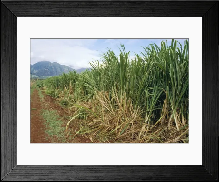 Framed Print : Sugarcane Plantation Hawaii Framed Print : Sugarcane Plantation Hawaii