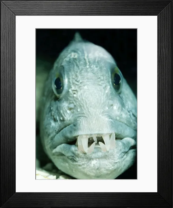 Framed Print : Wolf FIsh North Atlantic Framed Print : Wolf FIsh North Atlantic