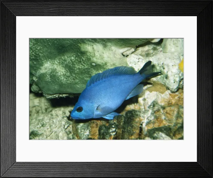 Framed Print : Blue Hamlet Simultaneous hermaphrodite Framed Print : Blue Hamlet Simultaneous hermaphrodite