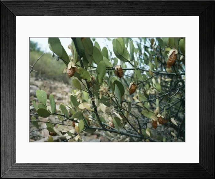 Framed Print : Jojoba PM 6472 Beans used to make oil, provides substitute for Whale oil. Simmondsia chinensis © Pat Morris / ARDEA LONDONN Framed Print : Jojoba PM 6472 Beans used to make oil, provides substitute for Whale oil. Simmondsia chinensis © Pat Morris / ARDEA LONDONN