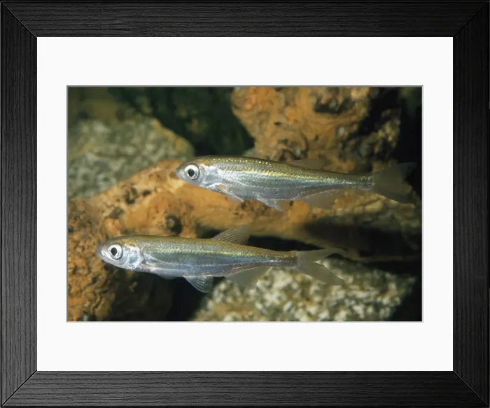 Framed Print : Bleak Fish Framed Print : Bleak Fish