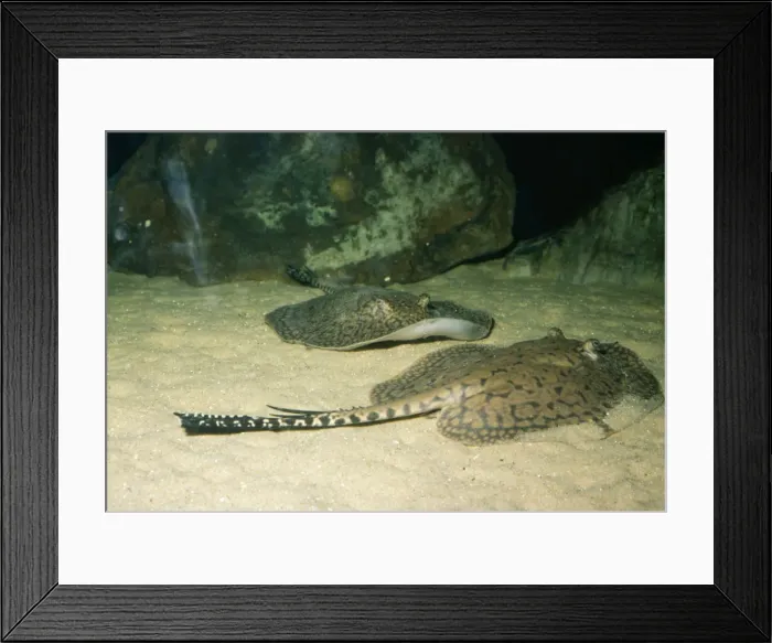 Framed Print : Freshwater Stingray South America Framed Print : Freshwater Stingray South America