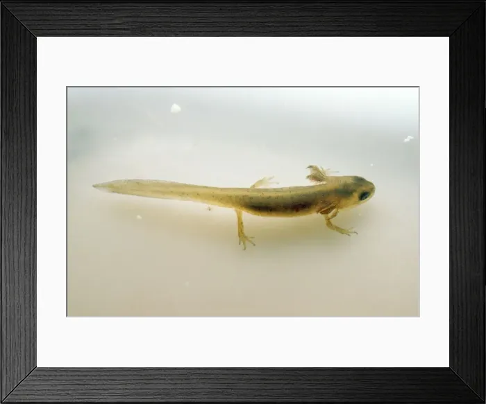 Framed Print : Common Newt - with external gills Framed Print : Common Newt - with external gills
