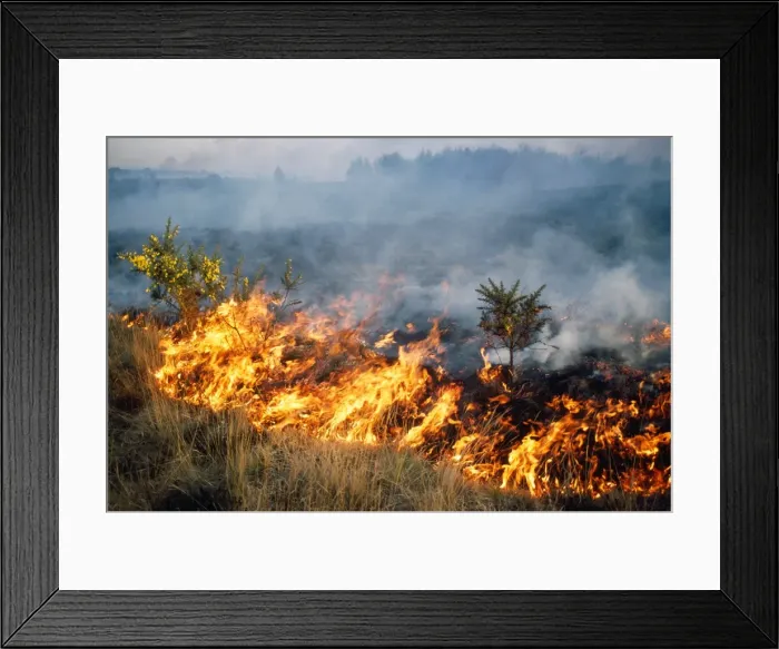 Framed Print : Fire - Burning gorse during fire on heathland at Chobham Common UK Framed Print : Fire - Burning gorse during fire on heathland at Chobham Common UK
