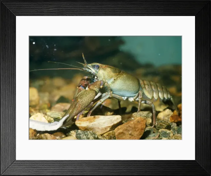 Framed Print : Noble Crayfish - freshwater Europe Framed Print : Noble Crayfish - freshwater Europe