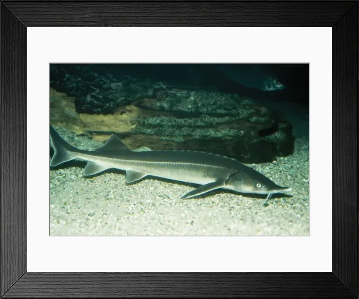 Framed Print : Danube Sterlot Framed Print : Danube Sterlot