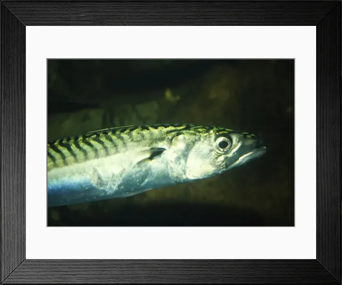 Framed Print : Mackerel PM 6905 Scomber - UK Marine © P. Morris / ARDEA LONDON Framed Print : Mackerel PM 6905 Scomber - UK Marine © P. Morris / ARDEA LONDON