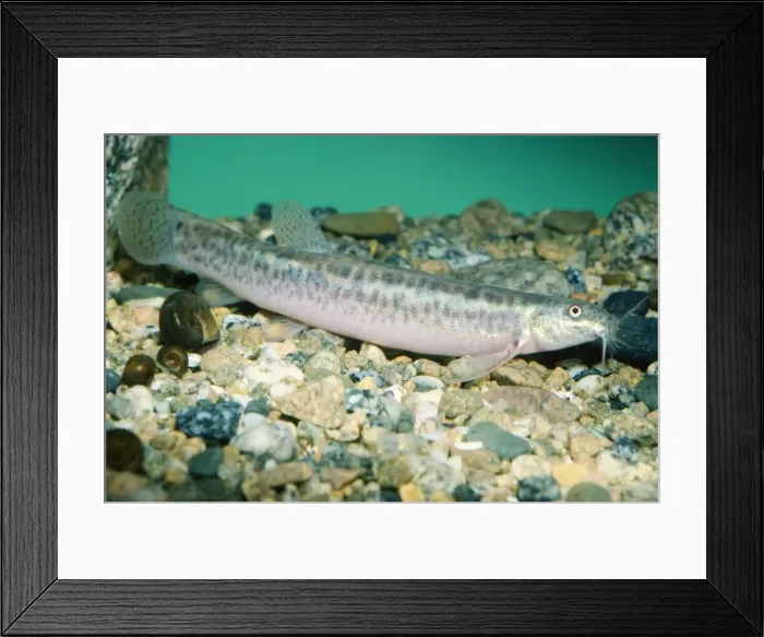 Framed Print : Pond Loach Framed Print : Pond Loach