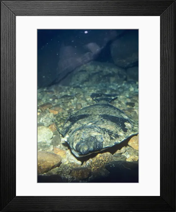 Framed Print : Halibut. PM-7546. HALIBUT - HEAD ON FROM ABOVE Framed Print : Halibut. PM-7546. HALIBUT - HEAD ON FROM ABOVE