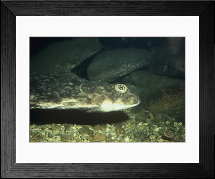 Framed Print : Halibut. PM-7547. HALIBUT - SIDE VIEW. H Framed Print : Halibut. PM-7547. HALIBUT - SIDE VIEW. H