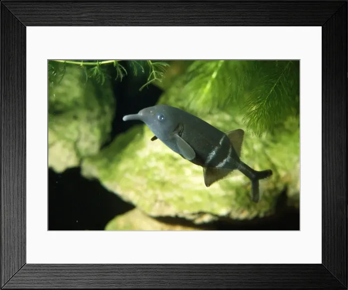 Framed Print : Elephant Trunk Electric Fish West Africa Framed Print : Elephant Trunk Electric Fish West Africa