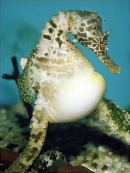 Pregnant Seahorse - male