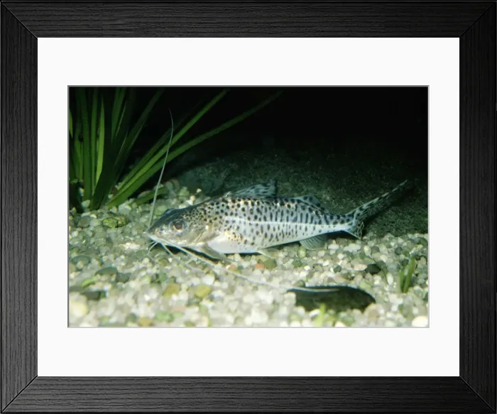 Framed Print : Catfish. PM-5362. Catfish. South America Framed Print : Catfish. PM-5362. Catfish. South America
