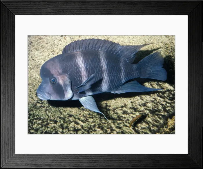 Framed Print : Cichlid Fish Endemic, Lake Tariganyika, Africa Framed Print : Cichlid Fish Endemic, Lake Tariganyika, Africa