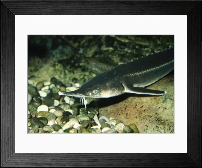 Framed Print : Sterlet Europe Framed Print : Sterlet Europe