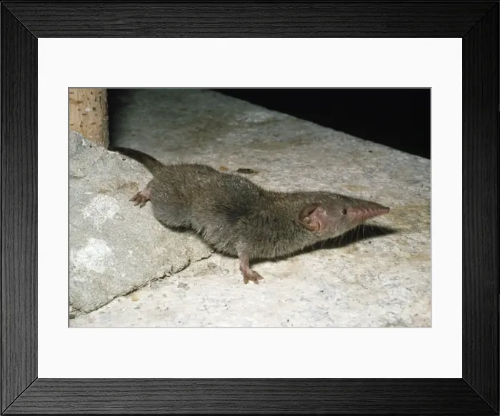 Framed Print : House Shrew Framed Print : House Shrew