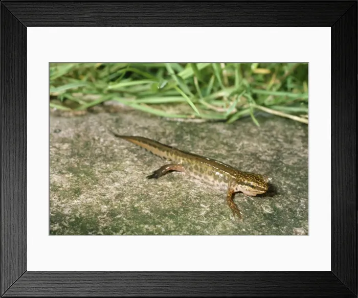Framed Print : Palmate Newt - male Framed Print : Palmate Newt - male