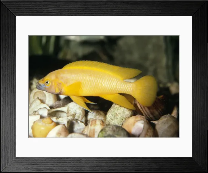 Framed Print : Cichlid Lake Tanganyika, Africa Framed Print : Cichlid Lake Tanganyika, Africa