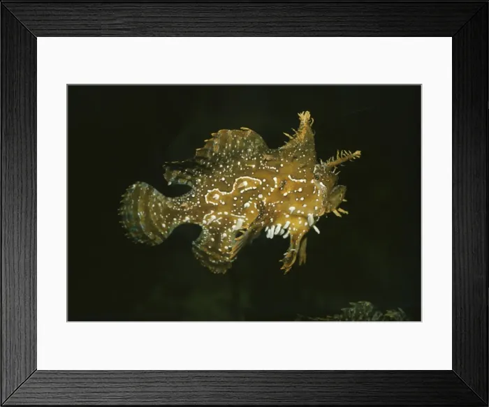 Framed Print : Sargassum Fish PM 5270 Sargasso Sea Histrio histrio © Pat Morris / ARDEA LONDON Framed Print : Sargassum Fish PM 5270 Sargasso Sea Histrio histrio © Pat Morris / ARDEA LONDON