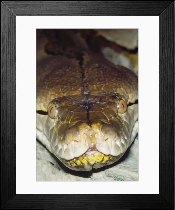 Framed Print : Reticulated Python - close-up showing heat-sensitive pits / membrane. Thermo receptors sensitive to infa-red radiation. S. E. Asia Framed Print : Reticulated Python - close-up showing heat-sensitive pits / membrane. Thermo receptors sensitive to infa-red radiation. S. E. Asia