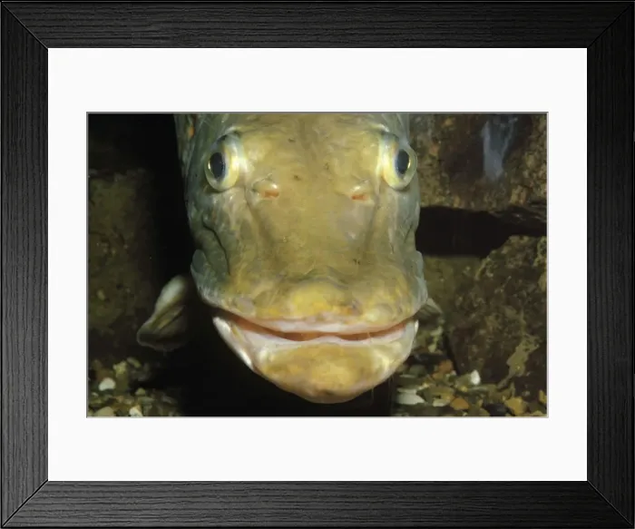 Framed Print : Pike - freshwater Europe