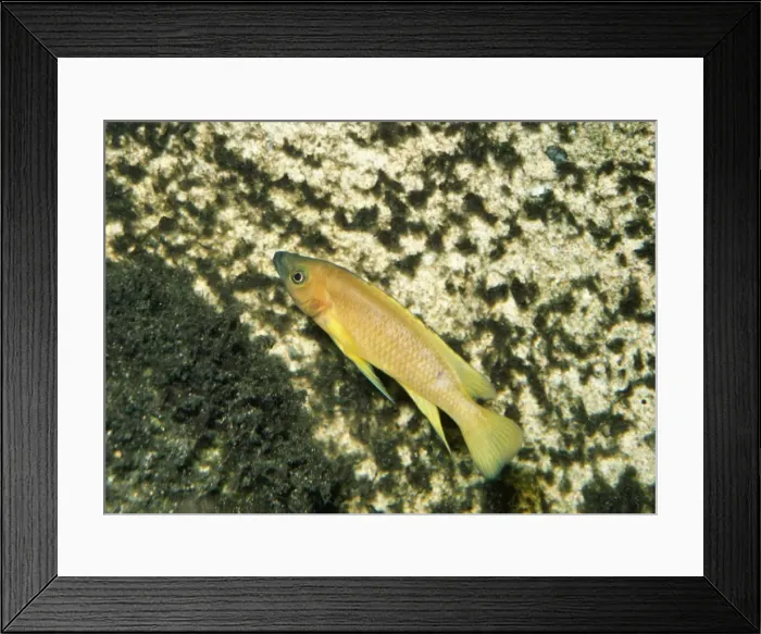 Framed Print : Lemon Cichlid - endemic Lake Tanganyika Framed Print : Lemon Cichlid - endemic Lake Tanganyika