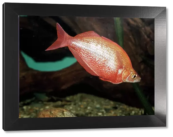 Red Rainbowfish New Guinea