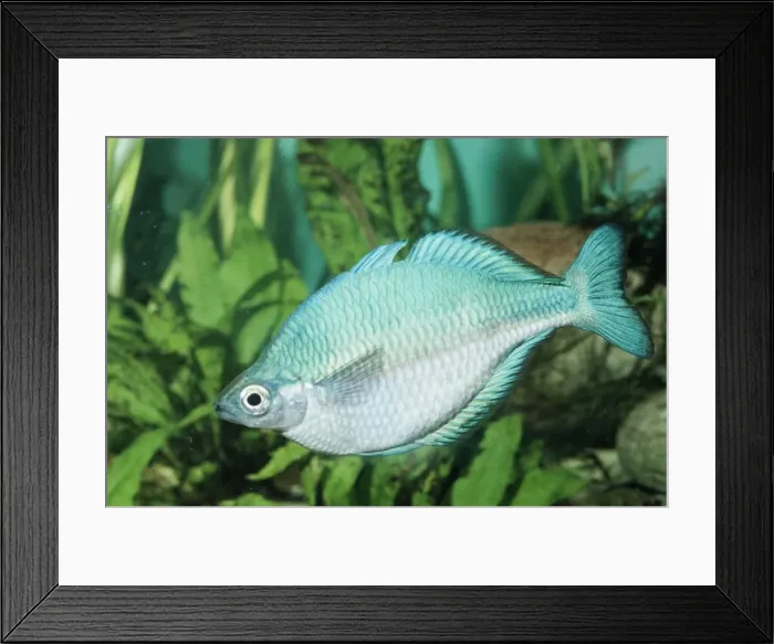 Framed Print : Blue Rainbow Fish Lake Kutubu, New Guinea Framed Print : Blue Rainbow Fish Lake Kutubu, New Guinea