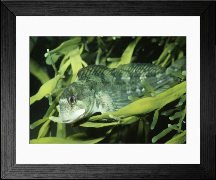 Framed Print : Blenny Coast UK Framed Print : Blenny Coast UK