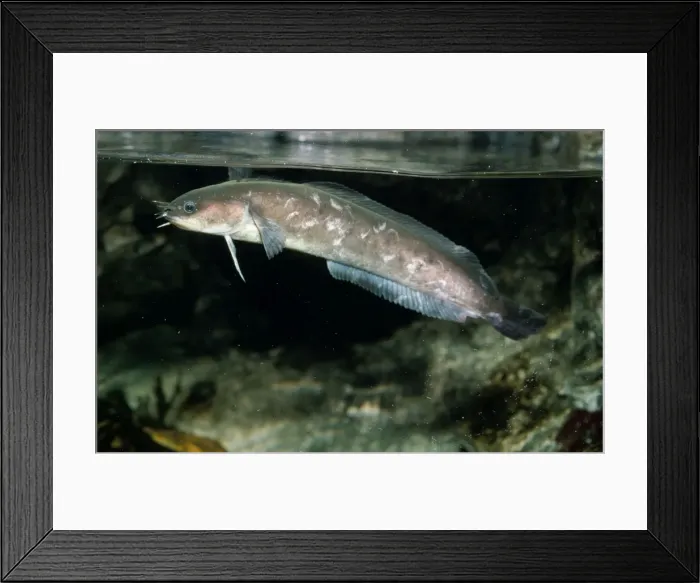 Framed Print : Five-bearded Rockling UK Framed Print : Five-bearded Rockling UK