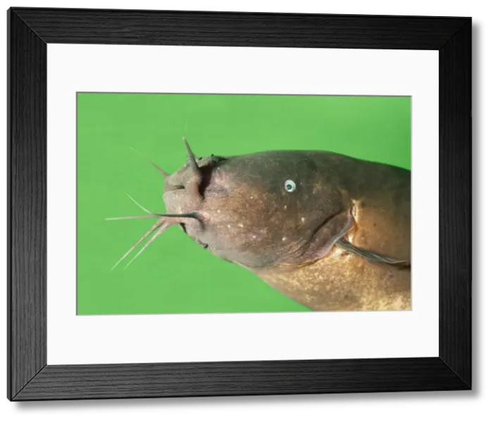 Framed Print : Electric Catfish - showing barbels Framed Print : Electric Catfish - showing barbels