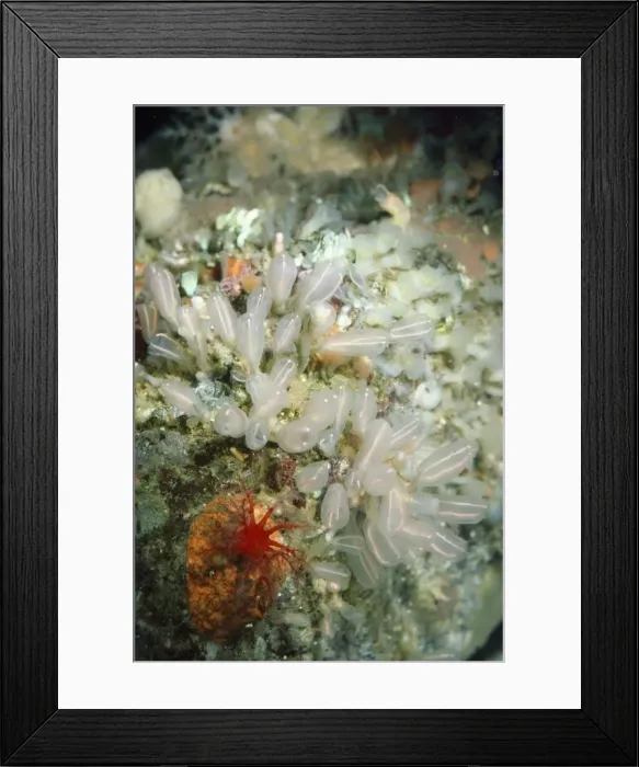 Framed Print : Light Bulb Tunicate - small sea squirt Pacific Framed Print : Light Bulb Tunicate - small sea squirt Pacific