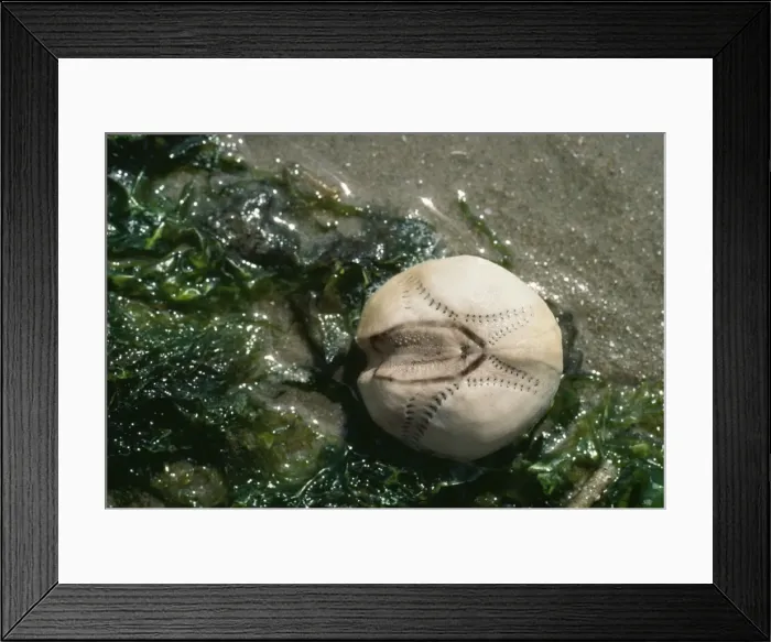 Framed Print : Sea Potatoe - washed up by tide Framed Print : Sea Potatoe - washed up by tide