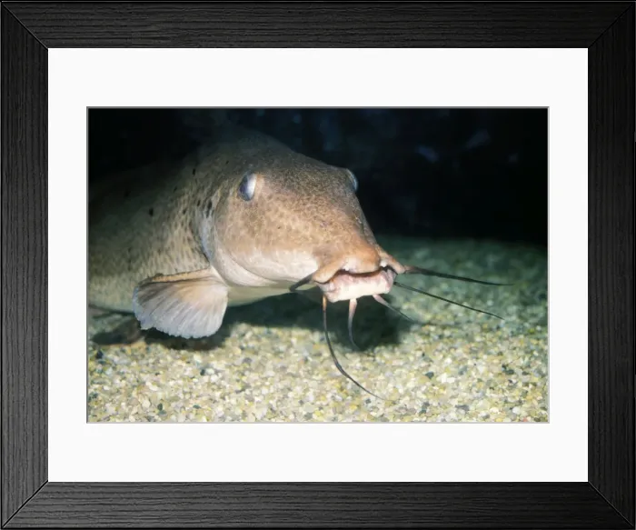 Framed Print : Giraffe-nosed Catfish Africa Framed Print : Giraffe-nosed Catfish Africa