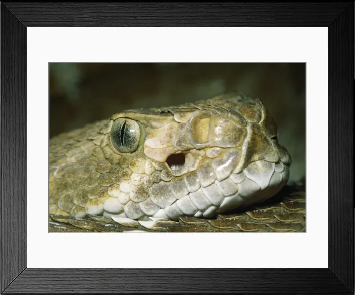 Framed Print : Rattlesnake - head showing nostril & heat sensitive pit Framed Print : Rattlesnake - head showing nostril & heat sensitive pit