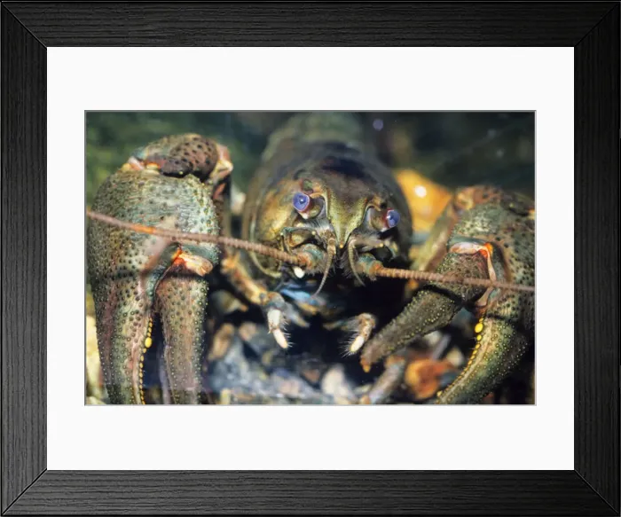 Framed Print : Noble Crayfish - Freshwater UK & Europe Framed Print : Noble Crayfish - Freshwater UK & Europe